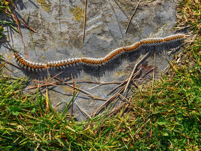 Migration caractéristique des chenilles processionnaires du chêne
